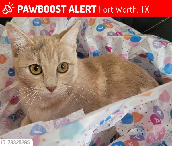 Lost Female Cat last seen Blandin, Fort Worth, TX 76111