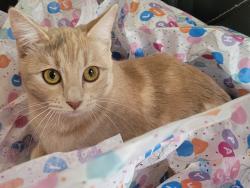 Lost Female Cat last seen Blandin, Fort Worth, TX 76111
