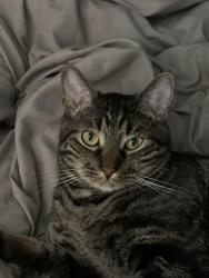 Lost Male Cat last seen Barrett Chase Neighborhood, Dallas, GA 30157