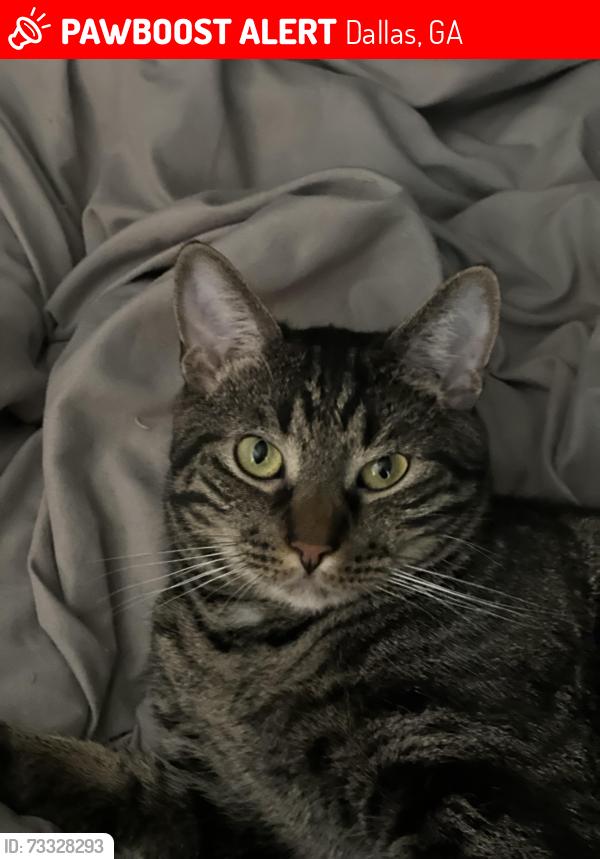 Lost Male Cat last seen Barrett Chase Neighborhood, Dallas, GA 30157