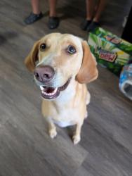 Found/Stray Female Dog last seen Stars and Strikes, Concord, NC 28027