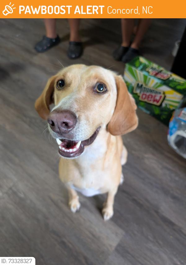 Found/Stray Female Dog last seen Stars and Strikes, Concord, NC 28027