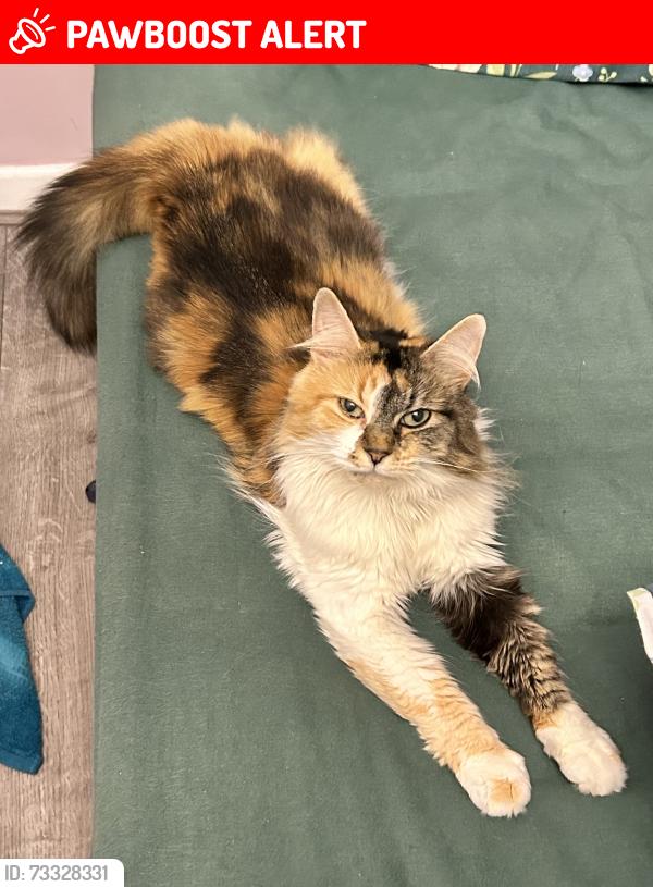 Lost Female Cat last seen Alexander Road, West Midlands, England B27 6ES