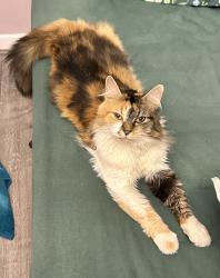 Lost Female Cat last seen Alexander Road, West Midlands, England B27 6ES