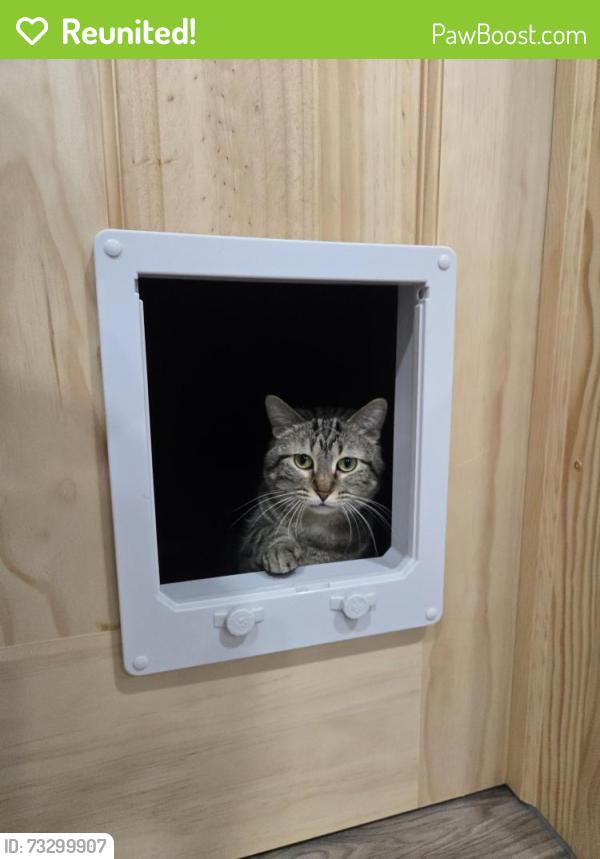 Reunited Female Cat last seen Hayes St, Indianola, IA 50125