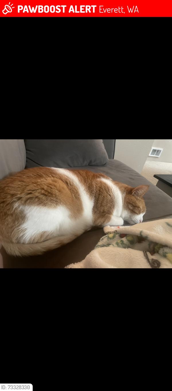 Lost Male Cat last seen Seattle Hill Rd and 132nd, Everett, WA 98208