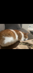 Lost Male Cat last seen Seattle Hill Rd and 132nd, Everett, WA 98208