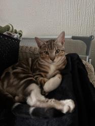 Lost Male Cat last seen Hilly hse, West Midlands, England DY1 2QH