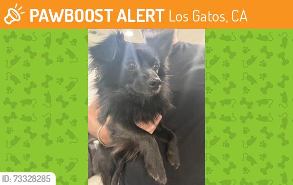 Found/Stray Male Dog last seen Wedgewood Ave, Los Gatos, CA 95032