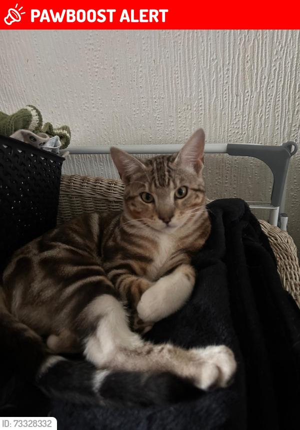 Lost Male Cat last seen Hilly hse, West Midlands, England DY1 2QH