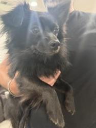 Found/Stray Male Dog last seen Wedgewood Ave, Los Gatos, CA 95032