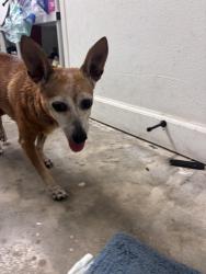 Found/Stray Unknown Dog last seen Laurel view drive and Dora dr, Mount Dora, FL 32757