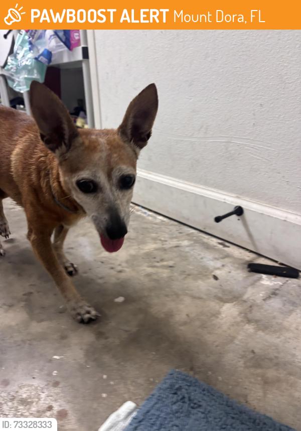 Found/Stray Unknown Dog last seen Laurel view drive and Dora dr, Mount Dora, FL 32757