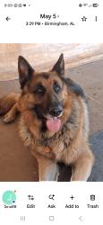 Lost Male Dog last seen Georgia Road, Birmingham, AL 35212