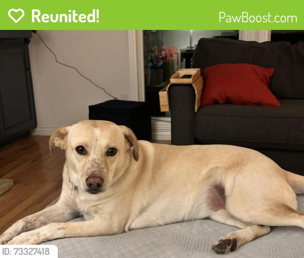 Reunited Female Dog last seen Church on 94th and 31st south, Sandy, UT 84092