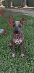 Found/Stray Male Dog last seen Lakewood Blvd., Downey, CA 90242