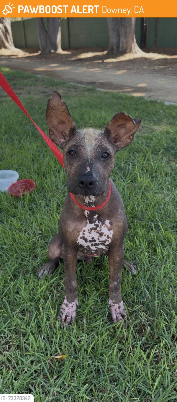 Found/Stray Male Dog last seen Lakewood Blvd., Downey, CA 90242