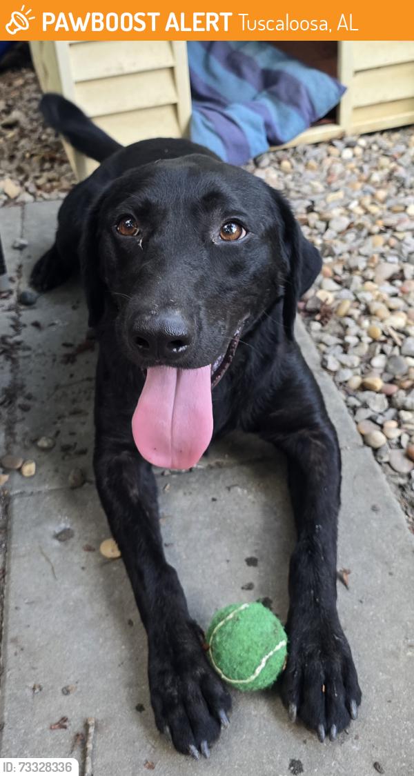 Found/Stray Male Dog last seen Watermelon Rd close to lake Nicol, Tuscaloosa, AL 35406