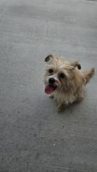 Found/Stray Unknown Dog last seen Yupon and lemon dr, Arlington, TX 76018