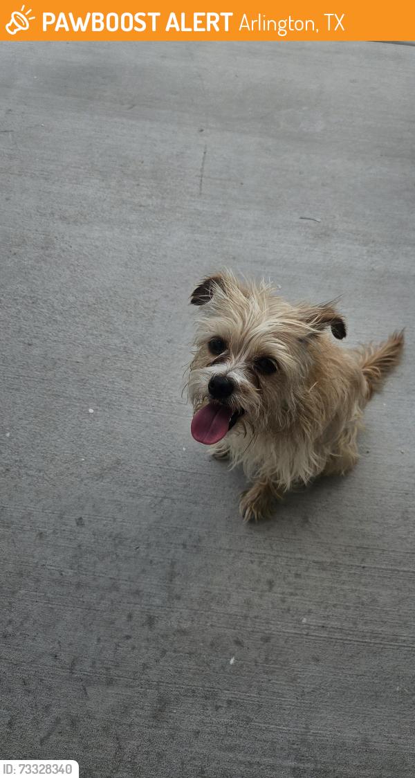 Found/Stray Unknown Dog last seen Yupon and lemon dr, Arlington, TX 76018