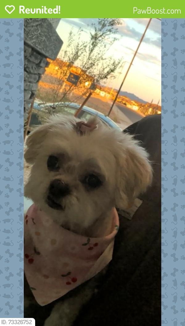 Reunited Female Dog last seen Miller and Southern, Buckeye, AZ 85326
