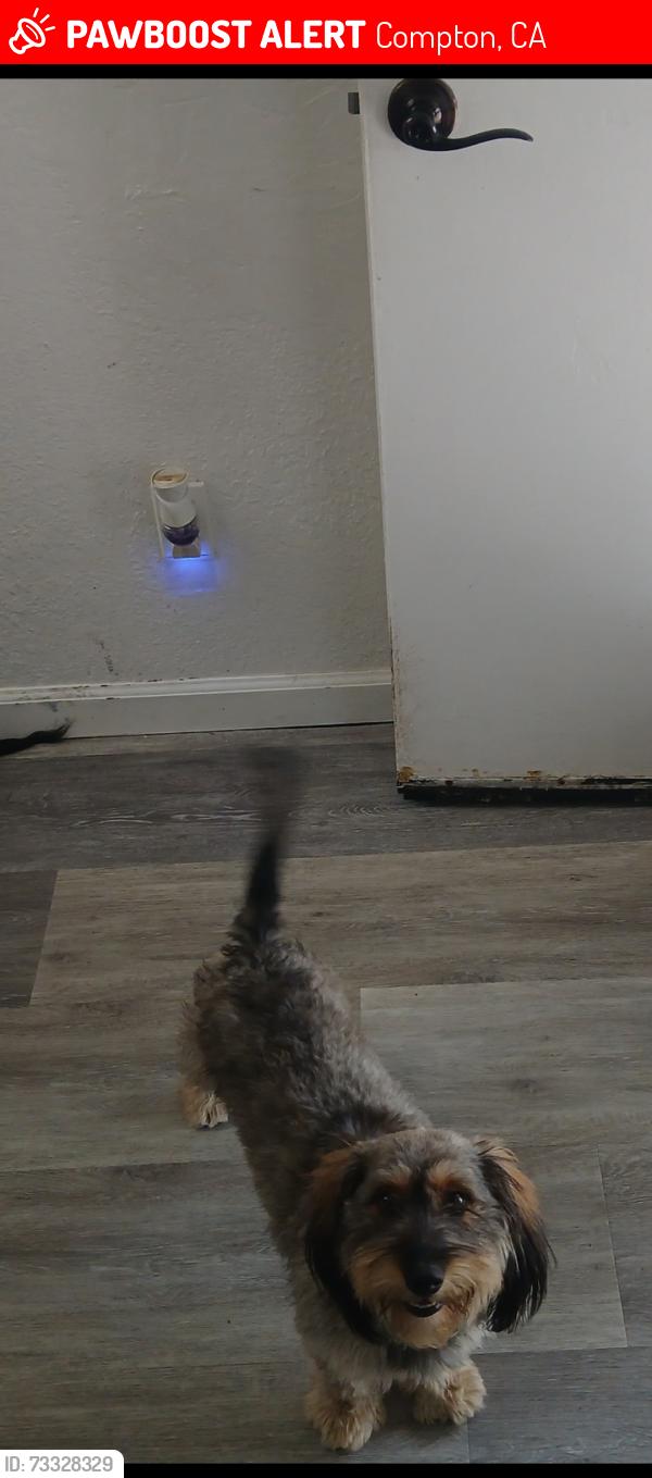 Lost Female Dog last seen Myrrh, Compton, CA 90221