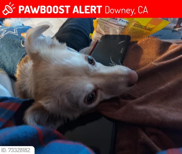 Lost Male Dog last seen Cole st & brookshire Downey ca, Downey, CA 90242