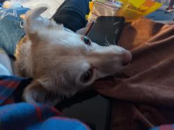 Lost Male Dog last seen Cole st & brookshire Downey ca, Downey, CA 90242