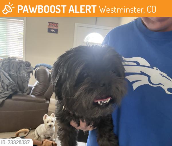 Found/Stray Female Dog last seen Moore middle school, Westminster, CO 80021