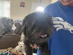 Found/Stray Female Dog last seen Moore middle school, Westminster, CO 80021