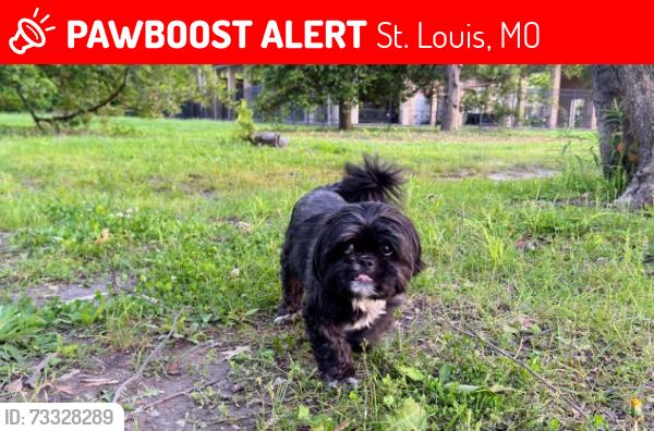 Lost Female Dog last seen McPherson and Whittier (Lindell Schnucks), St. Louis, MO 63112