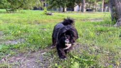 Lost Female Dog last seen McPherson and Whittier (Lindell Schnucks), St. Louis, MO 63112