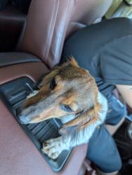 Reunited Male Dog last seen Near chasewood Court, Granite Falls, NC 28630