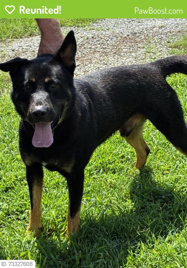 Reunited Male Dog last seen Liberty grove, old liberty road, Liberty, NC 27298