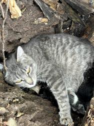 Found/Stray Female Cat last seen Hazelwood, Saint Paul, MN 55106