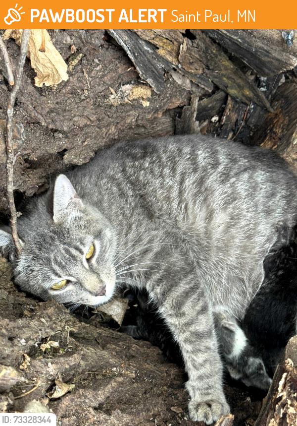 Found/Stray Female Cat last seen Hazelwood, Saint Paul, MN 55106