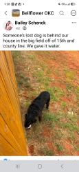 Found/Stray Unknown Dog last seen Sw 18th and county line rd, Oklahoma City, OK 73128