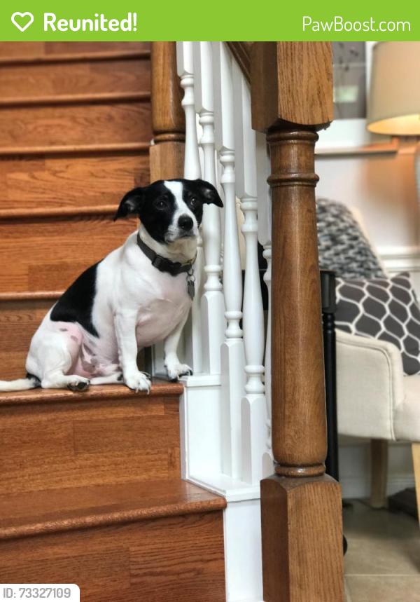 Reunited Male Dog last seen Arcadia Sound Lane, Royal Brook subdivision, Houston, TX 77365