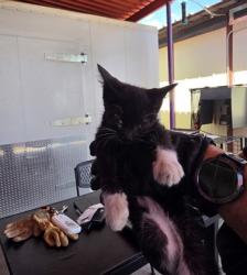 Shelter Stray Female Cat last seen Near S. 4th st, Anthony, TX, 5001 Fred Wilson Ave, El Paso, TX 79906, USA