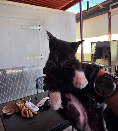 Shelter Stray Female Cat last seen Near S. 4th st, Anthony, TX, 5001 Fred Wilson Ave, El Paso, TX 79906, USA