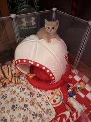 Shelter Stray Male Cat last seen S Ben Rert, 21229, MD, 2490 Giles Rd, Baltimore, MD 21225, USA
