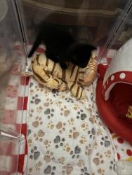 Shelter Stray Female Cat last seen S Ben Rert, 21229, MD, 2490 Giles Rd, Baltimore, MD 21225, USA