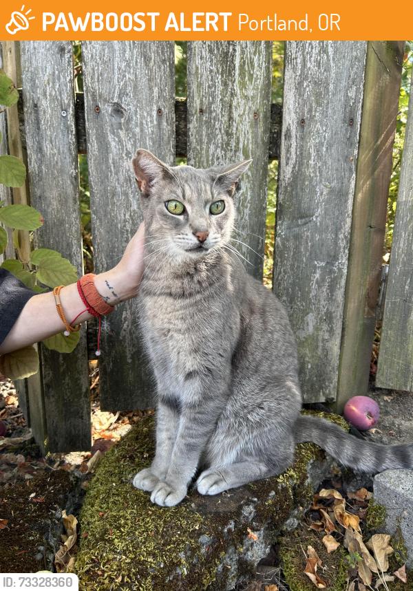 Found/Stray Female Cat last seen Willis, Clarendon, Portland, OR 97203