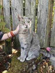 Found/Stray Female Cat last seen Willis, Clarendon, Portland, OR 97203