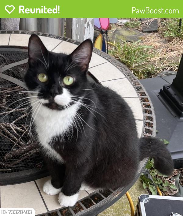 Reunited Female Cat last seen Near Gyro Dr, Middle River, MD 21220, USA, Middle River, MD 21220