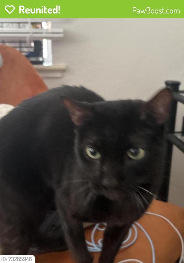 Reunited Male Cat last seen Montclair park, Denver, CO 80220