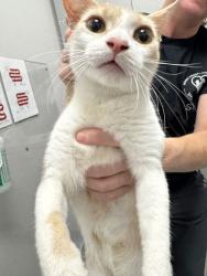 Shelter Stray Female Cat last seen Near Willow Creek Lane, Sevier County ACO, TN, 1008 Old Knoxville Hwy, Sevierville, TN 37862, USA