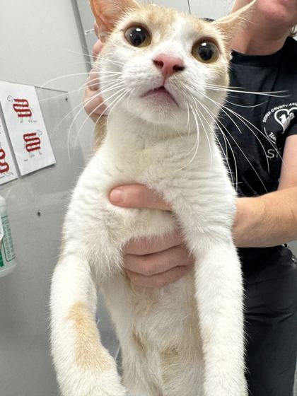 Shelter Stray Female Cat last seen Near Willow Creek Lane, Sevier County ACO, TN, 1008 Old Knoxville Hwy, Sevierville, TN 37862, USA