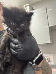 Shelter Stray Female Cat last seen Near GW loy Rd, Out of County, TN, 1008 Old Knoxville Hwy, Sevierville, TN 37862, USA