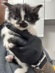 Shelter Stray Female Cat last seen Near GW loy Rd, Out of County, TN, 1008 Old Knoxville Hwy, Sevierville, TN 37862, USA
